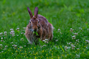 A wild Rabbit grazing on grass and small flowers.