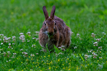 Fototapeta premium A wild Rabbit grazing on grass and small flowers.