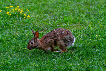 A wild Rabbit grazing on grass and small flowers.