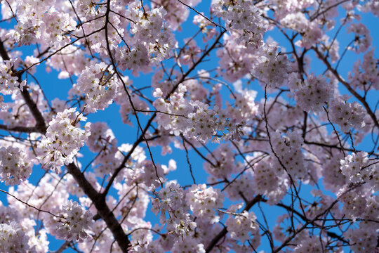 Beautiful cherry blossoms in full bloom in Washington DC against blue sky