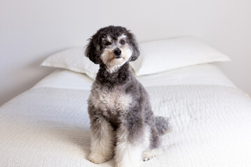 Selective focus frontal horizontal view of cute black and white medium-sized poodle sitting on bed...
