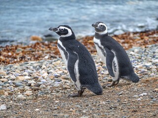 Obraz premium pinguin colony on magdalena islang in chile