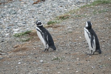 pinguin colony on magdalena islang in chile