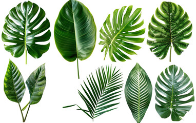 Fototapeta na wymiar Beautiful green leaves of tropical plants on white background,png