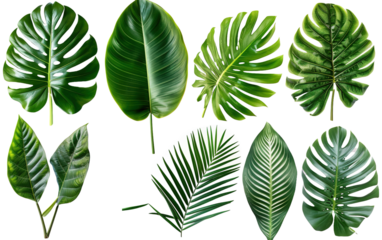 Beautiful green leaves of tropical plants on white background,png