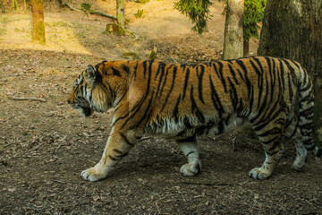 tiger in the zoo up close