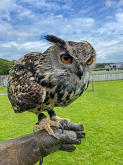 PORTRAIT: Magnificent Eurasian eagle owl perched on gloved hand of a handler