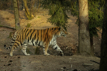 tiger in the zoo