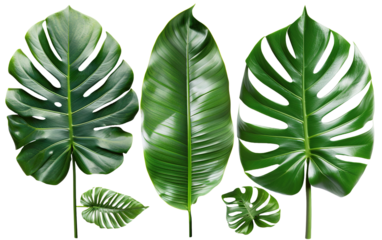 Beautiful green leaves of tropical plants on white background,png