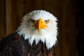 CLOSE UP, PORTRAIT: The staring gaze of a bald eagle with striking yellow eyes