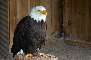 PORTRAIT: Majestic bald eagle perched on a wooden stand in the falconry center