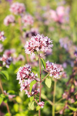 Thymus , thyme - healing herb and condiment growing in nature, natural floral background.