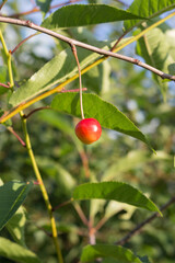 Fototapeta premium Ripe yellow and red cherries in the garden, close-up. Sunny summer day.