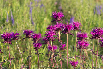 Close-up of the border of a flowering garden with Monarda. Sunny summer day.
