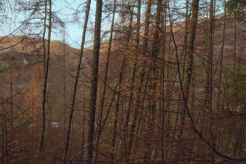 Forest in the Scottish highlands. Scotland