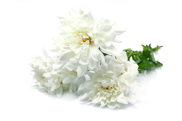 Beautiful white chrysanthemum flowers on a white background