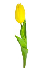 beautiful flowers yellow tulip on a white background