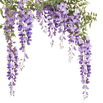 Fototapeta Branch of hanging purple wisteria flowers on white background,png