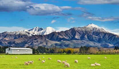 Beautiful landscape with grazing sheep - 762666202