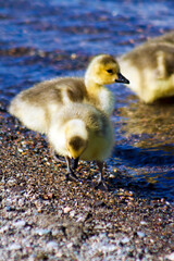 Yellow Fuzzy Cute Goslings Eating or Foraging for Food on the Pebbly Lake Shore-Gaggle- New Life - Spring