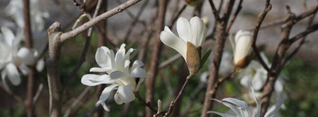 Bud of a Magnolia Stellata tree in Bolyano, Italy. Arrival of spring.