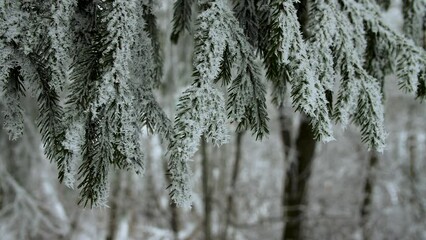Close-up of snow-covered spruce branches. Close-up of fir branches covered with snow. A frozen winter forest.