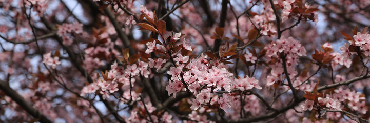Flowers of a pink blooming Cherry Plum tree in Bolzano, Italy.