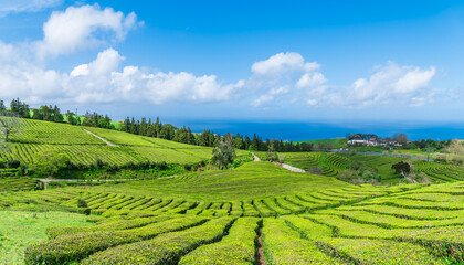 Landscape with tea plantation on the island of Sao Miguel in the Portuguese archipelago of the Azores, Portugal - 762669617
