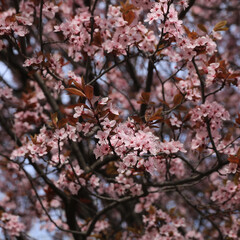 Detail of a pink blooming Cherry Plum tree in Bolzano, Italy.