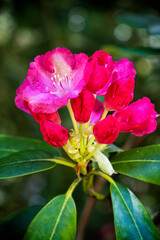 Flowering rhododendron, arboretum Tesarske Mlynany, Slovakia - 762671042