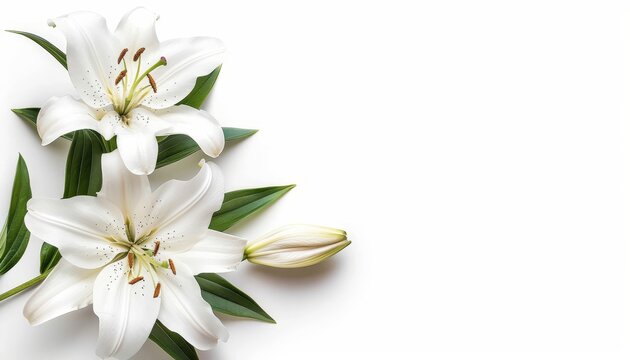 Funeral lily on white background offering abundant space for strategic text placement
