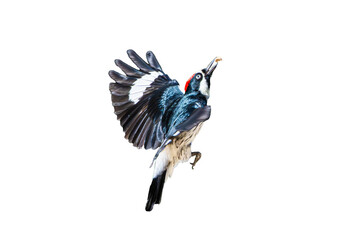 Acorn Woodpecker (Melanerpes formicivorus) Photo, in Flight on an Isolated Transparent PNG Background - 762672467