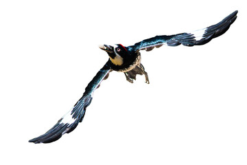 Acorn Woodpecker (Melanerpes formicivorus) Photo, in Flight on an Isolated Transparent PNG Background - 762672807