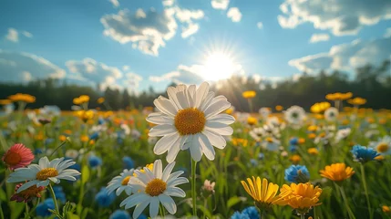Deurstickers field of daisies, camomiles, spring in the meadow, yellow and red, colorful wild flowers on the forest floor, © Jasenko