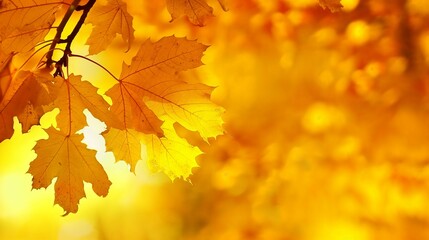 Naklejka na ściany i meble Golden Autumn Leaves in Warm Fall Sunlight, Copy Space