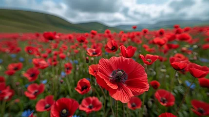 Fototapeten Spring in the meadow, full field of red wild flowers on the  floor, poppy © Jasenko