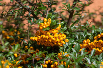 Pyracantha coccinea sunny star scarlet red firethorn ornamental shrub, orange group of fruits hanging on autumnal shrub