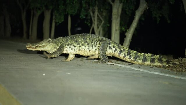 A freshwater crocodile walks across the road.