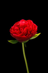 Bright red peony flower on black background.