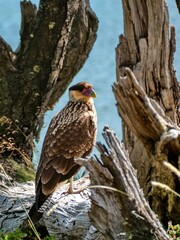 caracara birg in national park patagonia