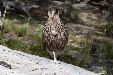 caracara birg in national park patagonia