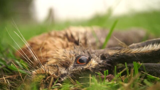A dead European hare (Lepus europaeus) also known as the brown hare lying in the grass