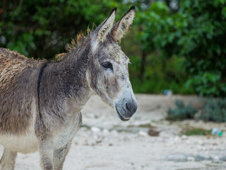 wet wild burro donkey in rain storm