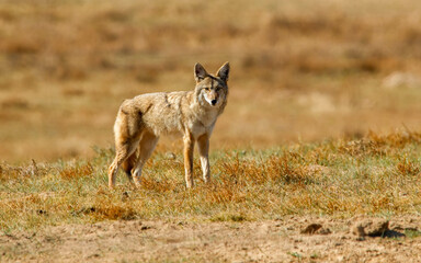 desert coyote in dry grass