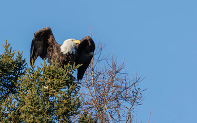 American bald eagle hunting from tree