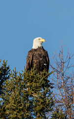 American bald eagle hunting from tree