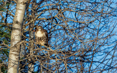 Cooper's hawk perch on tree in forest
