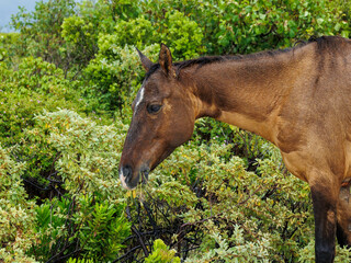 wild horse on island beach