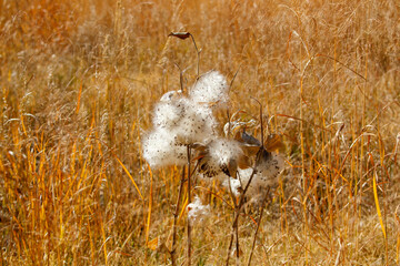 wild milkweed seeds in autumn wind