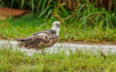 wet osprey eating fish in grass